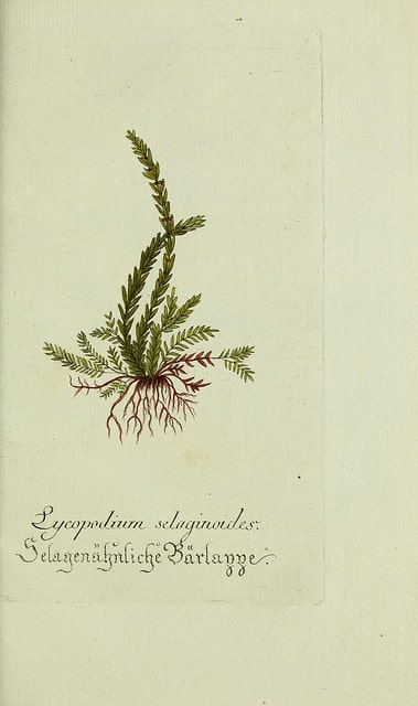 Sélaginelle fausse sélagine (Selaginella selaginoides)