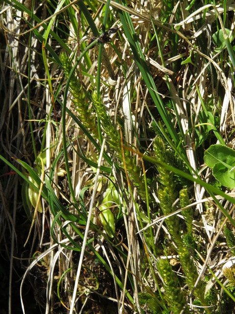 Sélaginelle fausse sélagine