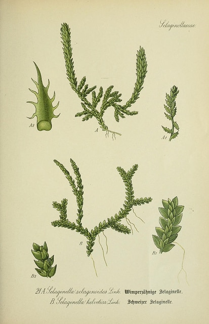 Sélaginelle fausse sélagine