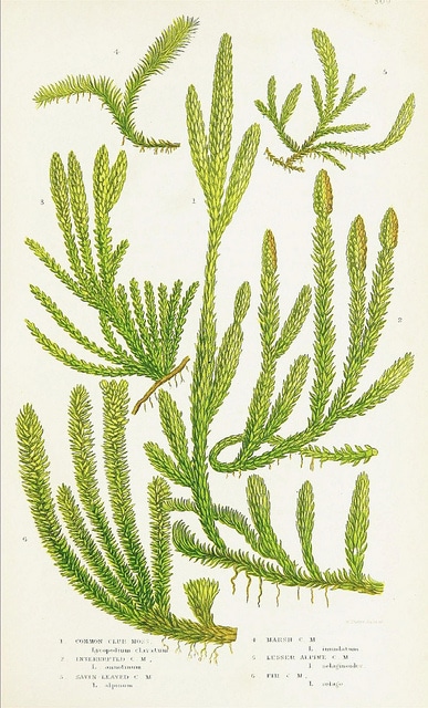 Sélaginelle fausse sélagine