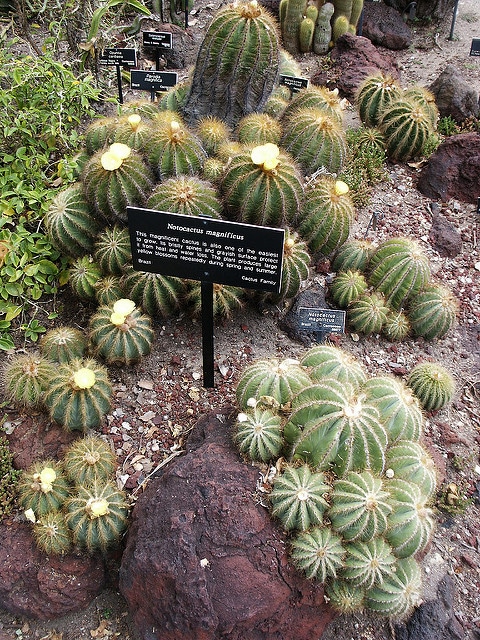 Selenicereus testudo
