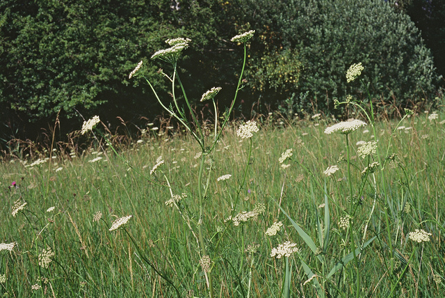 Sélin à feuilles de carvi (Selinum carvifolia)