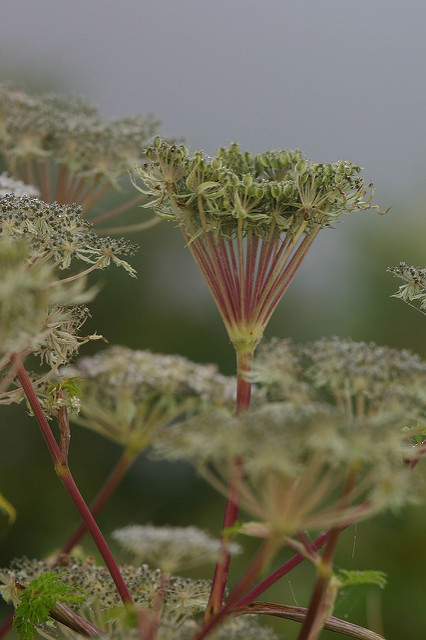 Selinum wallichianum (Selinum wallichianum)