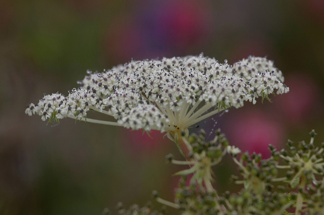 Selinum wallichianum