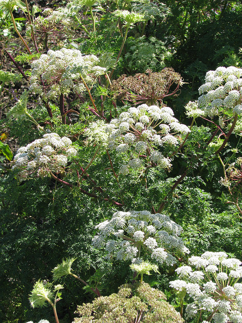 Selinum wallichianum