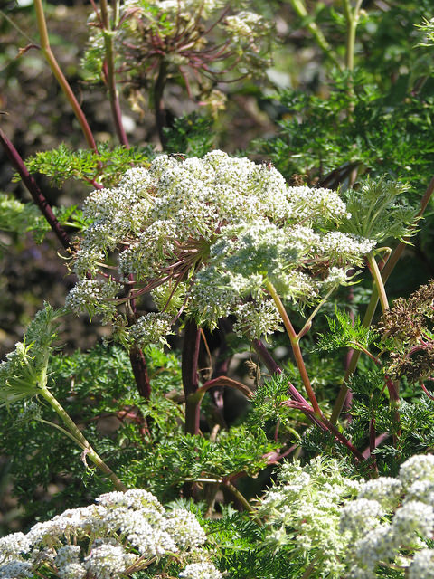 Selinum wallichianum