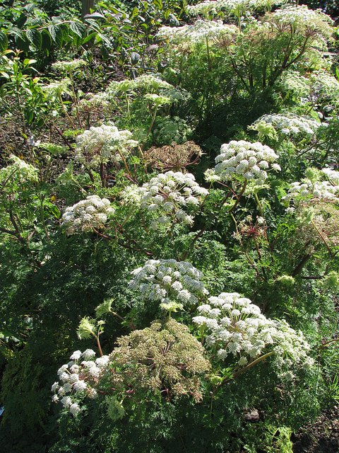 Selinum wallichianum