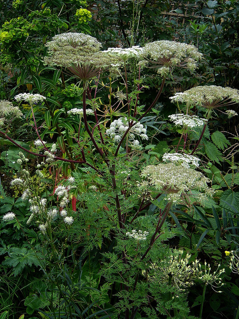 Selinum wallichianum