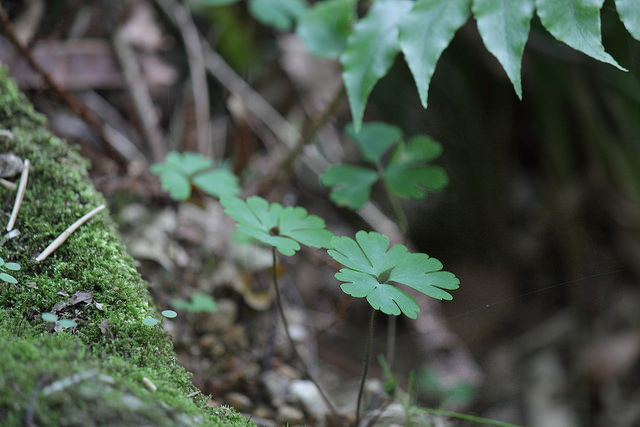 Semiaquilegia adoxoides (Semiaquilegia adoxoides)
