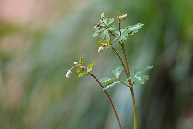 Semiaquilegia adoxoides