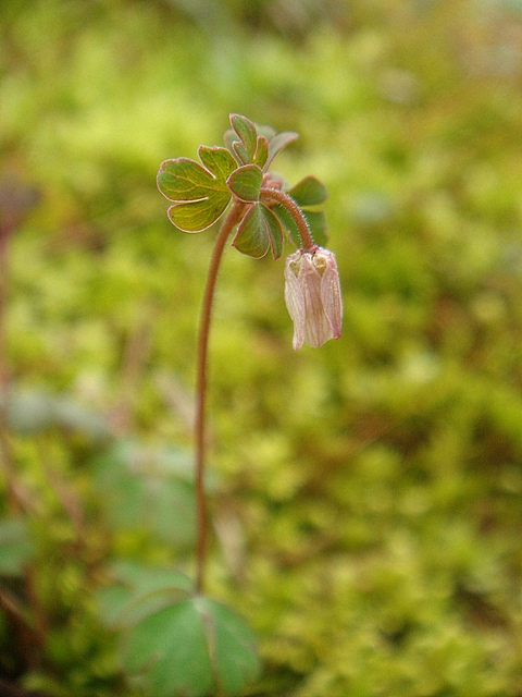 Semiaquilegia adoxoides