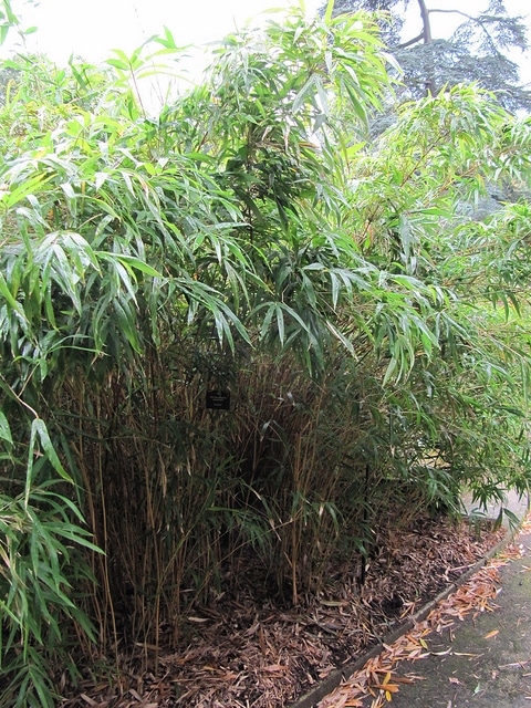 Semiarundinaria yashadake