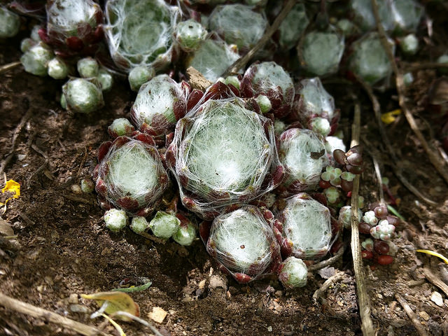 Sempervivum arachnoideum