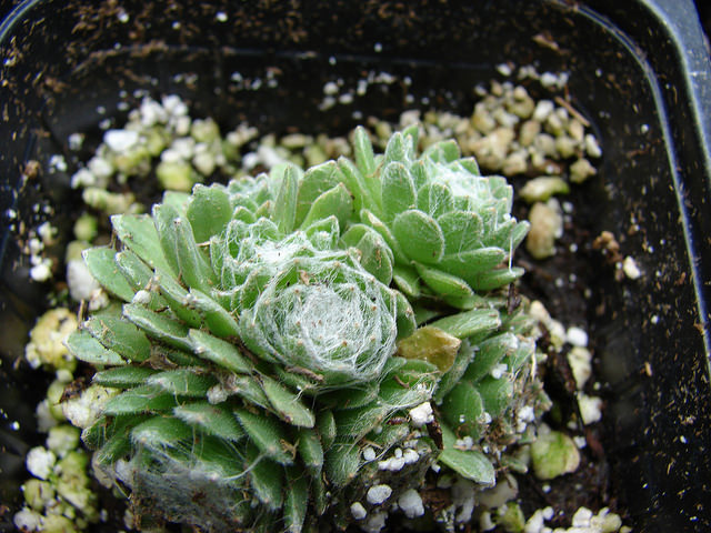 Sempervivum arachnoideum