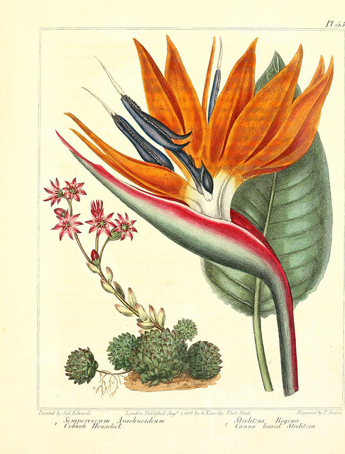 Sempervivum arachnoideum