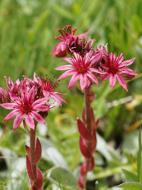 Sempervivum arachnoideum