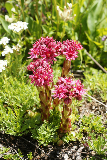 Sempervivum arachnoideum