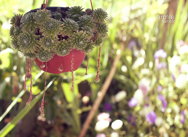 Sempervivum arachnoideum (Sempervivum arachnoideum)