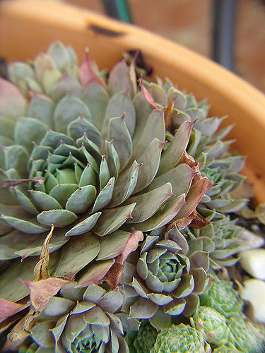Joubarbe du calcaire (Sempervivum calcareum)