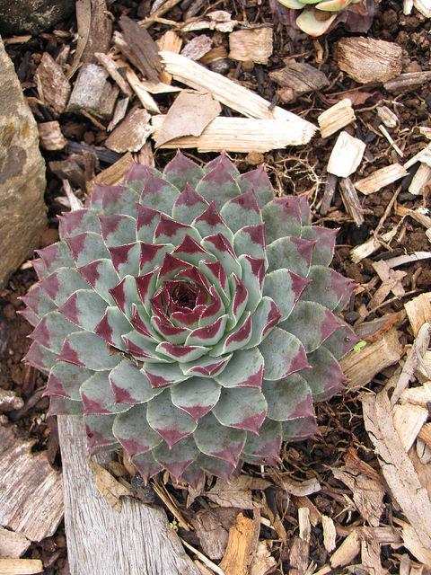 Joubarbe du calcaire