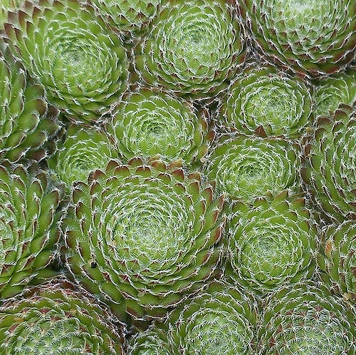 Sempervivum ciliosum