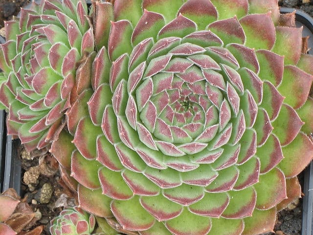 Sempervivum ciliosum