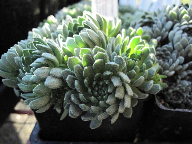 Sempervivum ciliosum