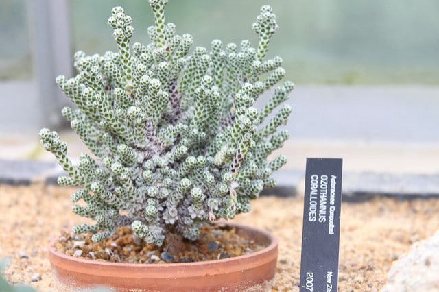 Sempervivum ciliosum