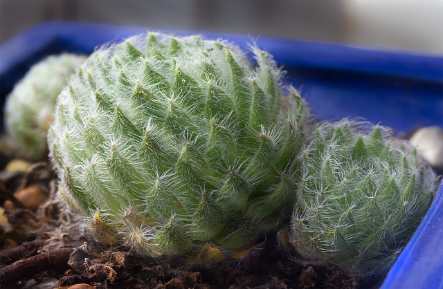Sempervivum ciliosum