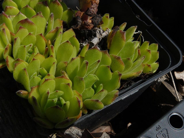 Joubarbe de gaudin (Sempervivum grandiflorum)