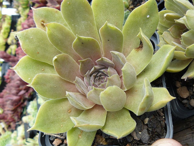 Sempervivum ingwersenii (Sempervivum ingwersenii)