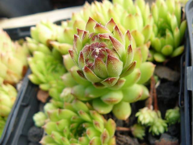 Sempervivum leucanthum (Sempervivum leucanthum)
