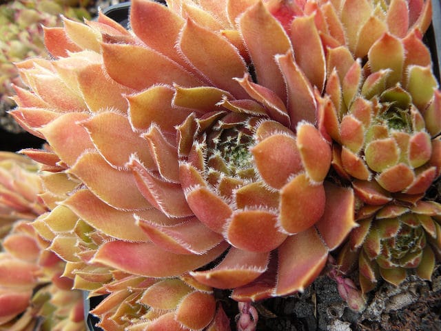 Sempervivum macedonicum