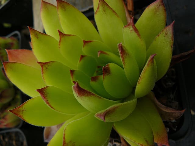 Sempervivum macedonicum