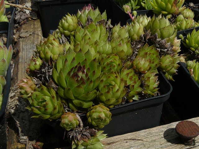 Sempervivum macedonicum