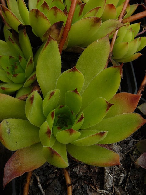 Sempervivum macedonicum