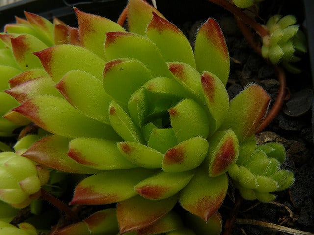 Sempervivum macedonicum