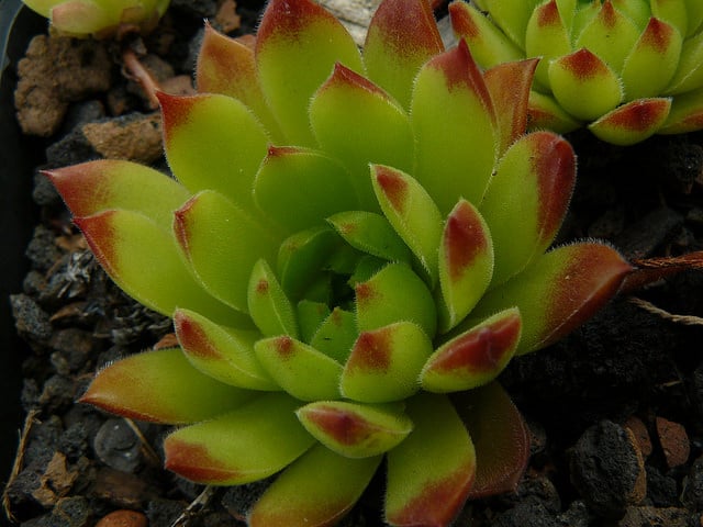 Sempervivum macedonicum (Sempervivum macedonicum)