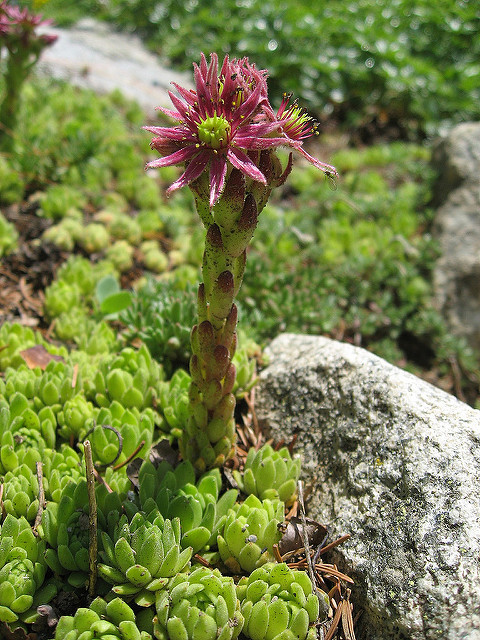 Joubarbe des montagnes
