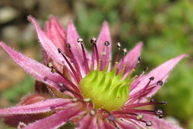 Joubarbe des montagnes