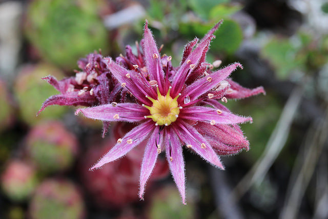 Joubarbe des montagnes