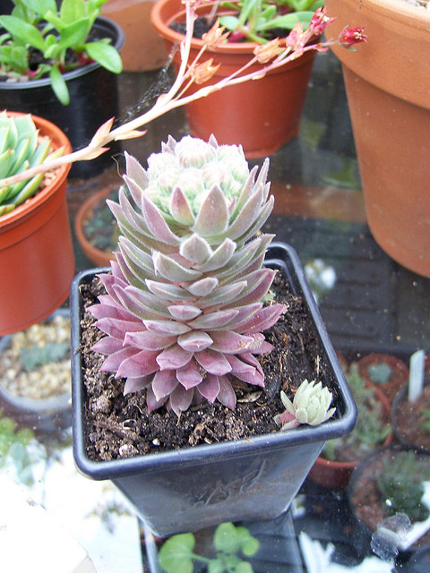 Joubarbe des montagnes