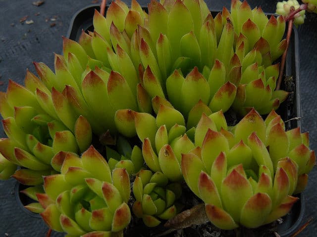 Sempervivum ossetiense (Sempervivum ossetiense)