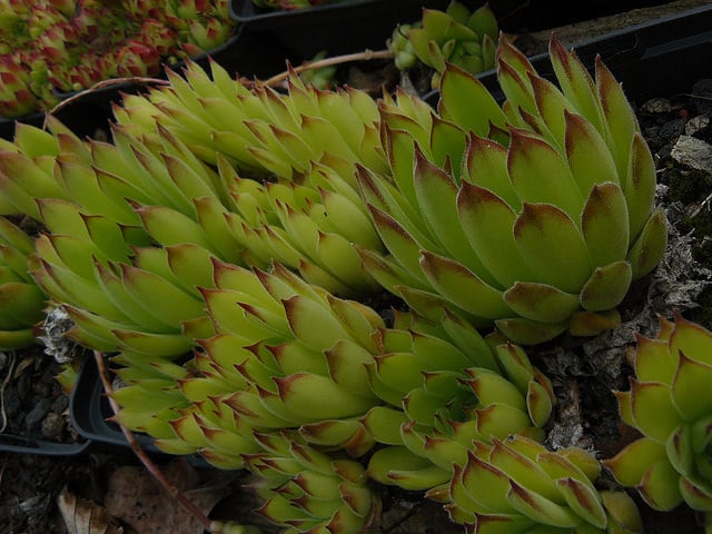 Sempervivum pumilum