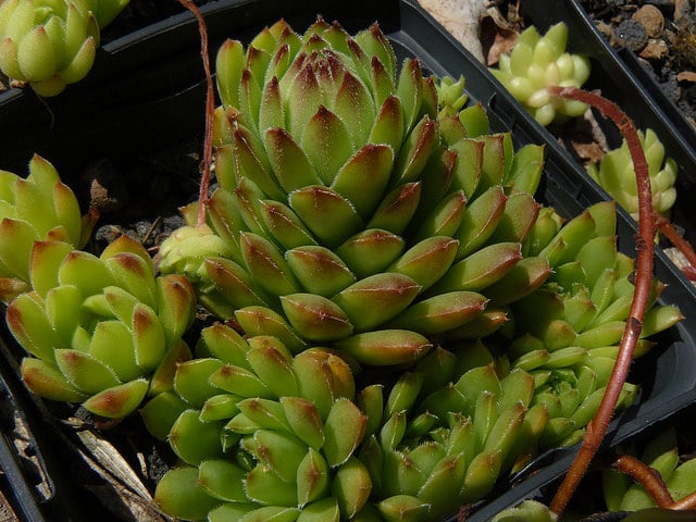 Sempervivum pumilum