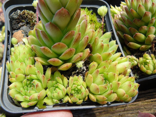 Sempervivum pumilum