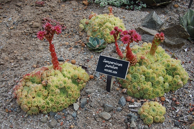 Sempervivum pumilum