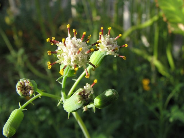 Senecio articulatus
