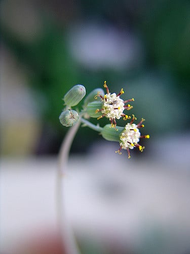 Senecio articulatus