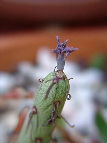 Senecio articulatus